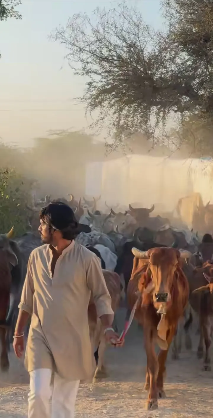 Nutritious fodder and clean water arrangement for cows